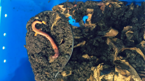 Worm Composting 2